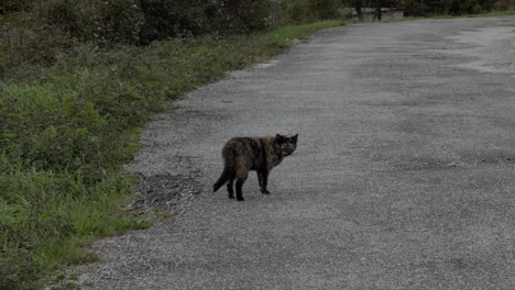 Kalikokatze,-Die-In-Einer-Alten-Dorfstraße-Spazieren-Geht-Und-Nach-Futter-Sucht