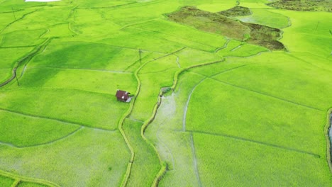 vista aérea de un campo de arroz en arunachal pradesh