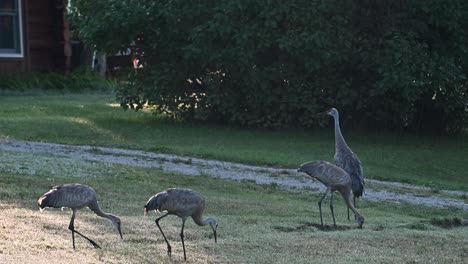Sandhill-Cranes-grazing-in-grass-pan,-Michigan