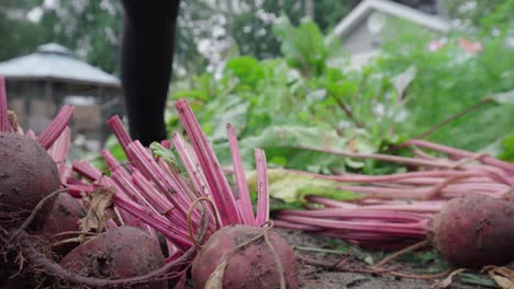 person cutting stems of newly harvested beetroot by scissors