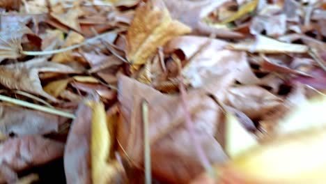 shot through beautiful autumn leaves slow motion