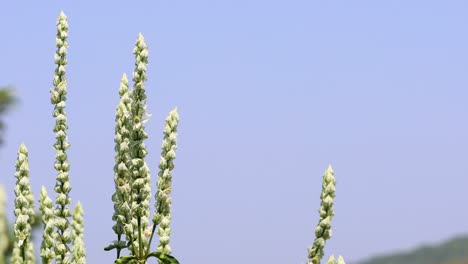 flower growth captured in a natural setting