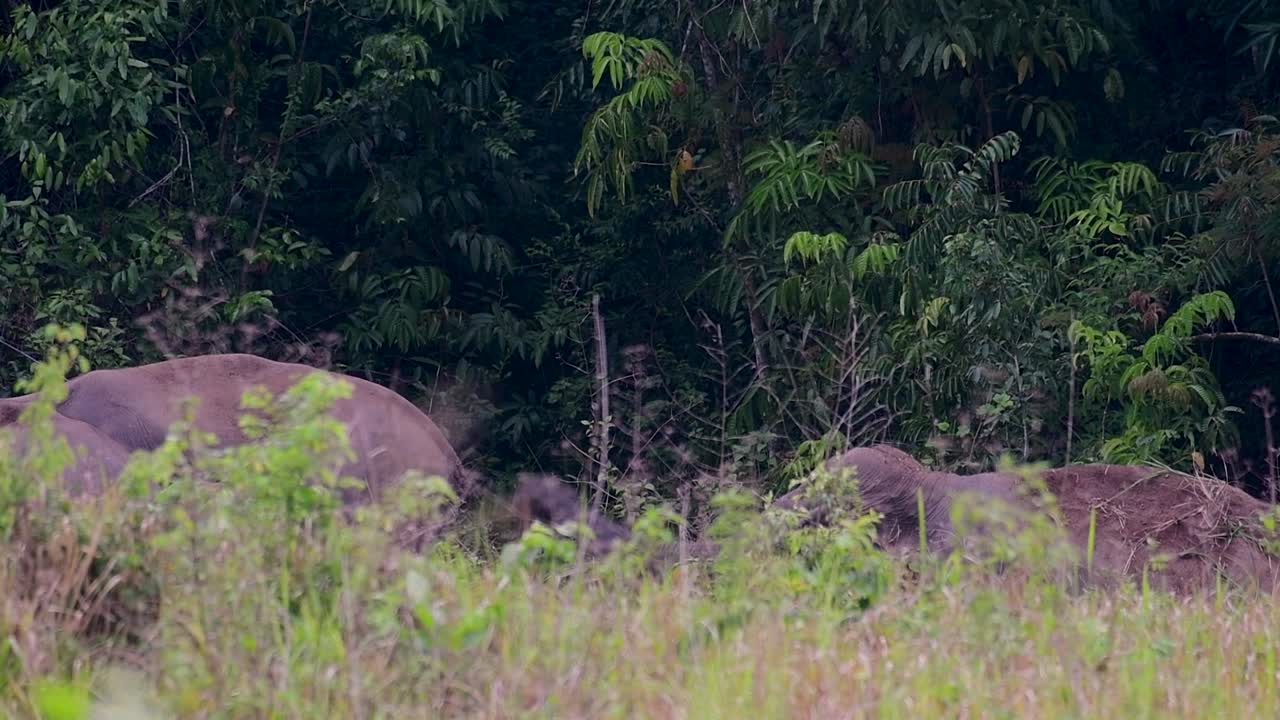 Gli elefanti asiatici sono specie in via di estinzione e vivono anche in Thailandia