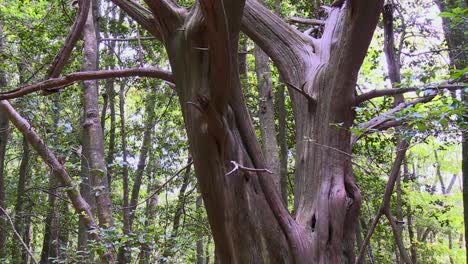 the massive stem of a redwood tree in the woodland at blackwater national wildlife refuge, maryland, united states - pan up shot