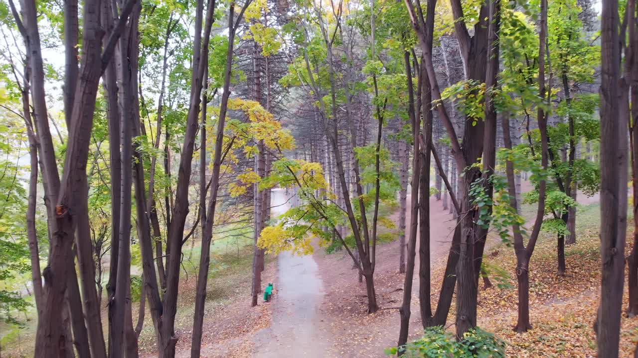 Autumnal Forest Path