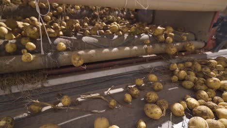 yellow potatoes pouring from bag fall on conveyor belt in slow motion.