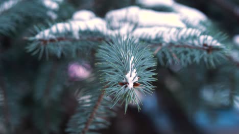 snowy pine branches