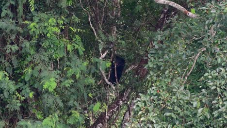 el oso negro asiático bajando de un árbol fructífero, ursus thibetanus, también se llama oso negro asiático
