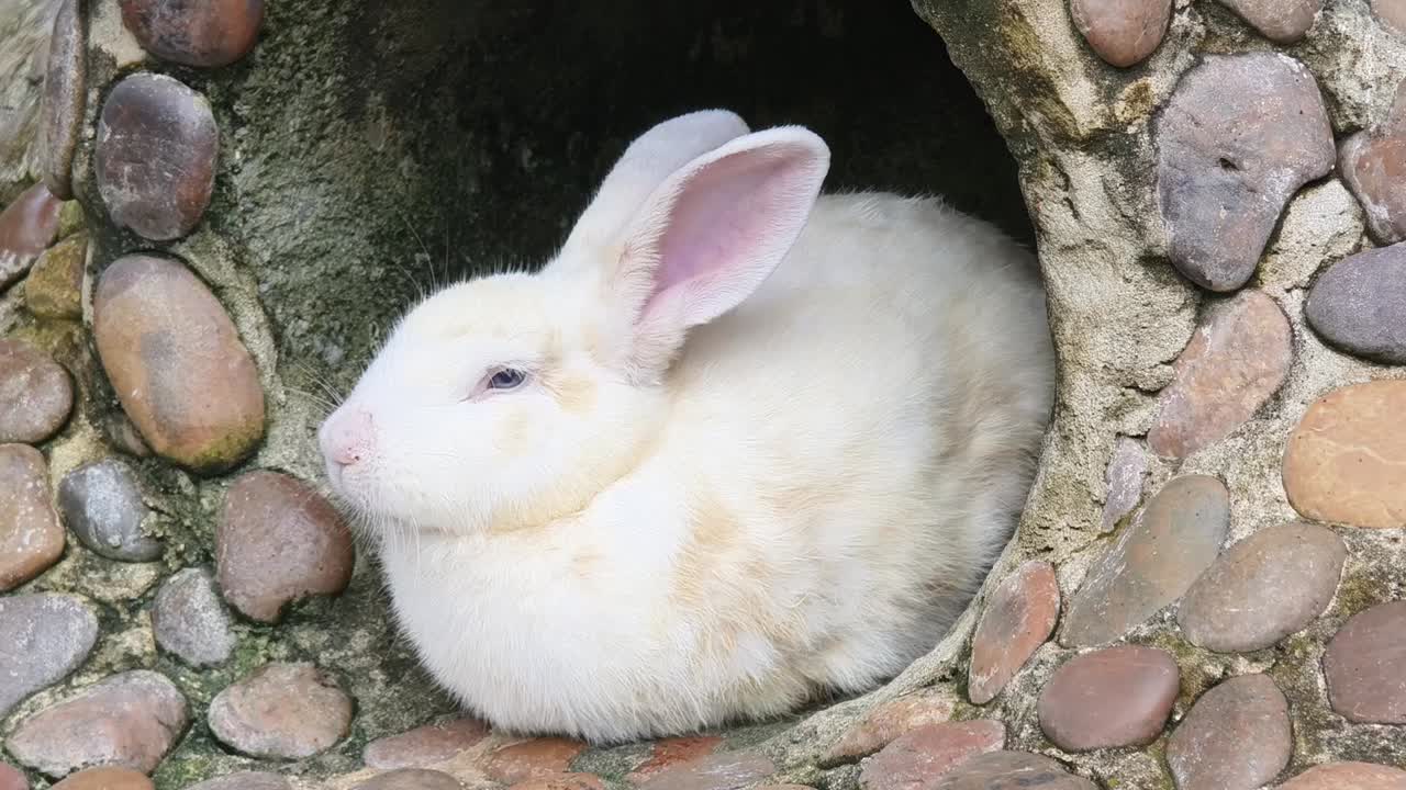 토끼가 돌의 구이에 숨어 있다