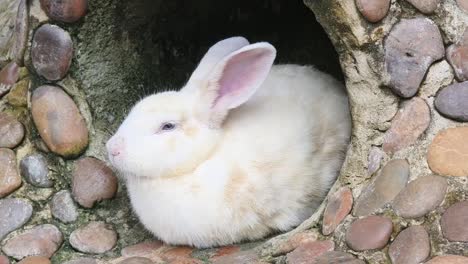 conejo blanco escondiéndose en una madriguera de piedra