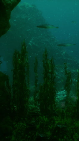 underwater kelp forest with fish