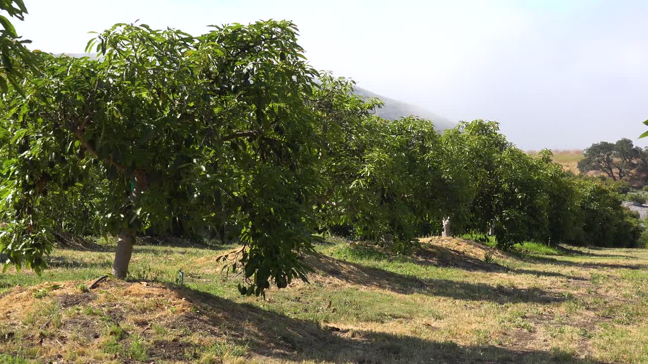 Panoramica su un frutteto di avocado sulla costa della California, vicino a Santa Barbara.