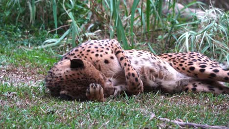 Junger-Und-Verspielter-Asiatischer-Gepard,-Acinonyx-Jubatus-Venaticus,-Der-Sich-Auf-Dem-Gras-Hinlegt,-Auf-Dem-Boden-Rollt,-Seine-Pfote-Leckt-Und-Sein-Fell-Pflegt,-Handgehaltene-Wildtiere-Aus-Nächster-Nähe