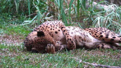 guepardo asiático joven y juguetón, acinonyx jubatus venaticus acostado en la hierba, rodando por el suelo, lamiendo su pata y arreglando su piel, vida silvestre en movimiento de mano tiro de cerca
