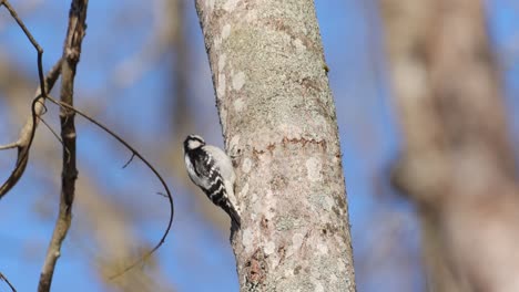 a downy woodpecker climbs up the trunk of a tree