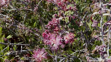 tilt-down from one clump of pink fairy dusters to another clump of blossoms twisting in the breeze, mcdowell sonoran conservatory, scottsdale, arizona,