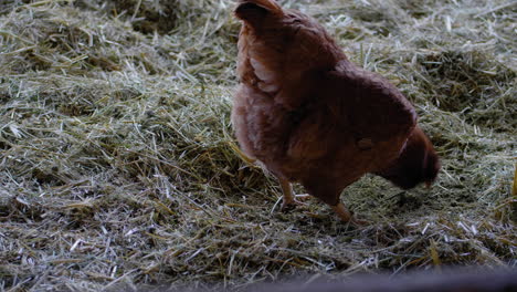Chicken-pecks-in-straw-2