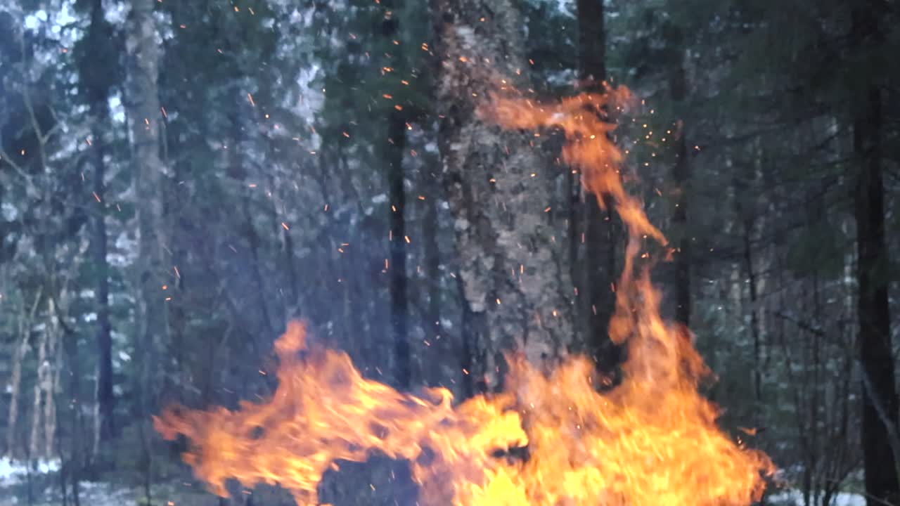 Huge orange and vibrant flames from fire moving around in slow motion creating smoke and embers in a winter forest that is covered in white snow. Large and dense forest with pine trees and birch trees