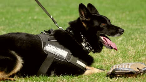 gendarmerie dog playing with the instructor