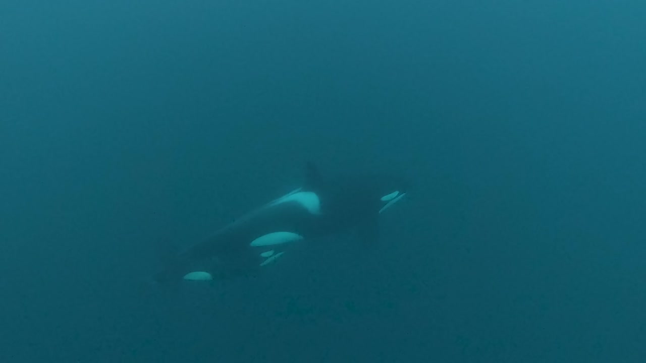 la madre ballena asesina y la cría de orca nadan bajo el agua en noruega