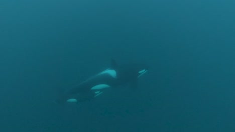 Killer-whale-mother-and-orca-calf-swim-by-underwater-in-Norway