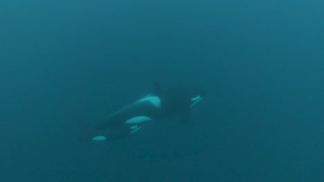 killer whale mother and orca calf swim by underwater in norway