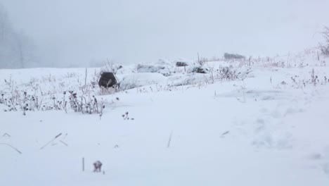 a husky walking around a field during a snowstorm