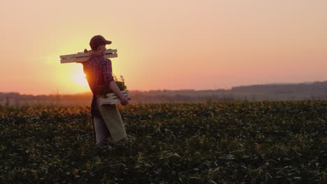 a young farmer carries a box with greens and spices goes by its field 4k video