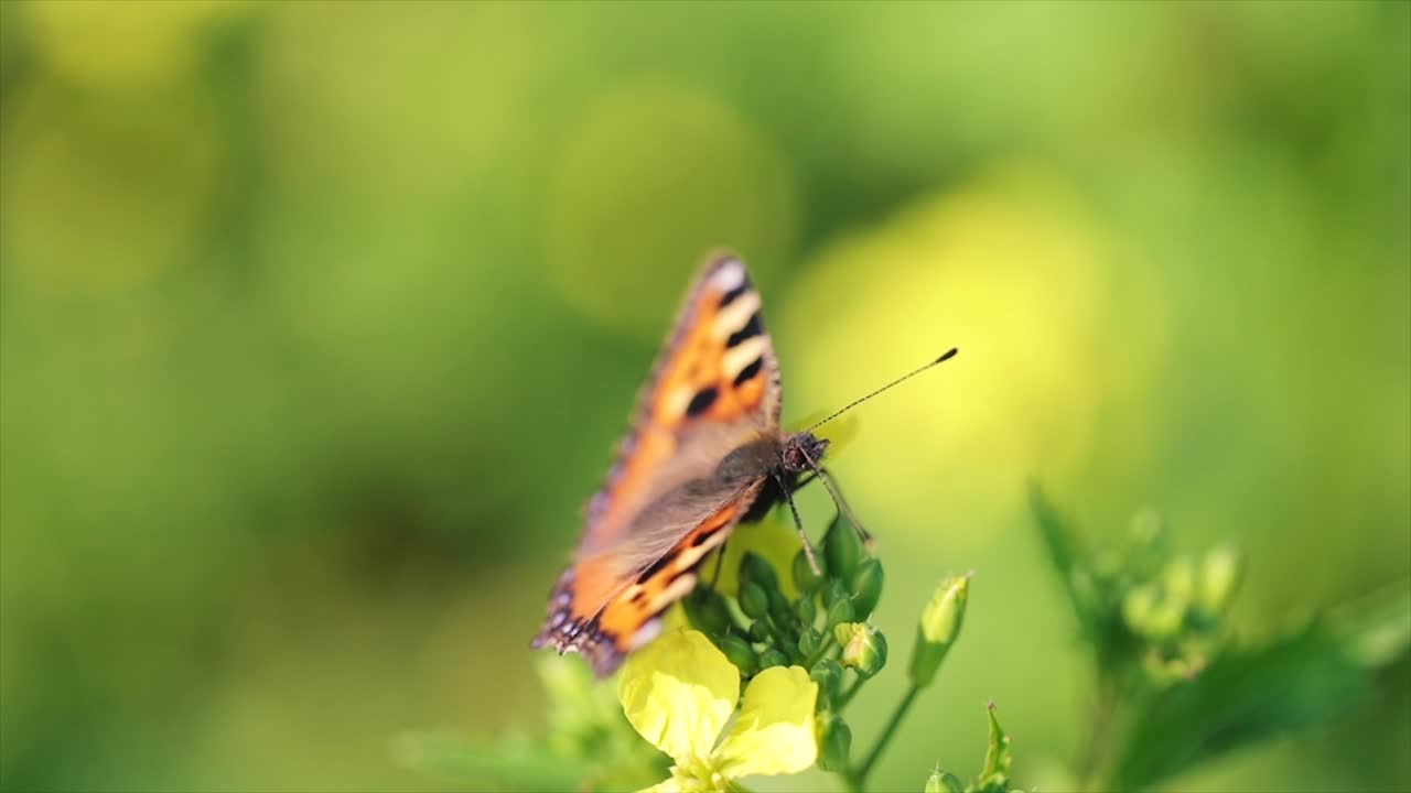 Primo piano di farfalla su un fiore al rallentatore