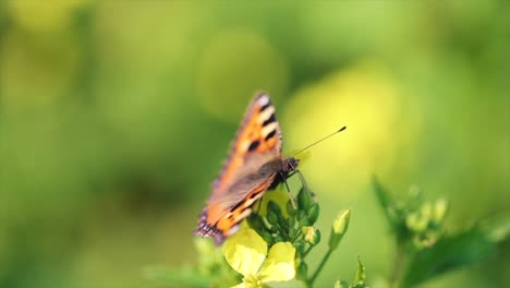 butterfly closeup on a flower in slow motion