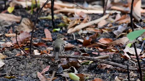 the forest wagtail is a passerine bird foraging on branches, forest grounds, tail wagging constantly sideways