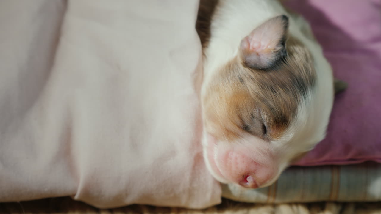 침대에서 자고 있는 귀여운 신생아 강아지 03