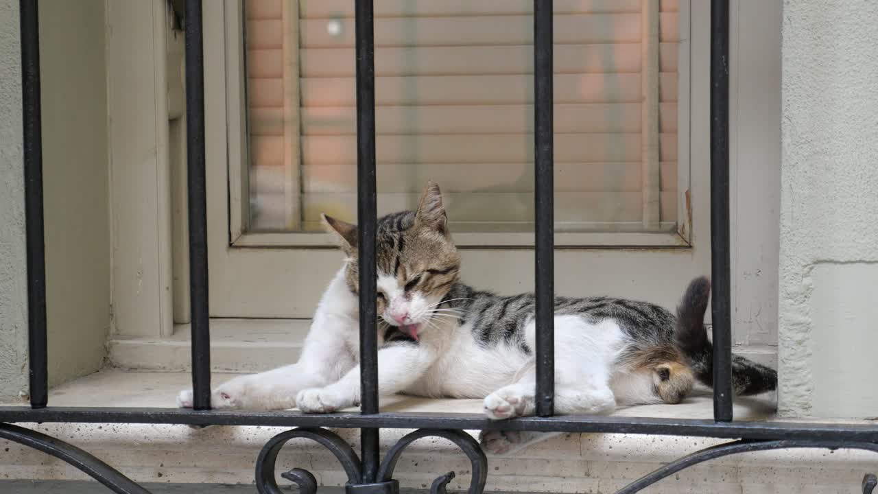 A cat lying on a window sill behind bars