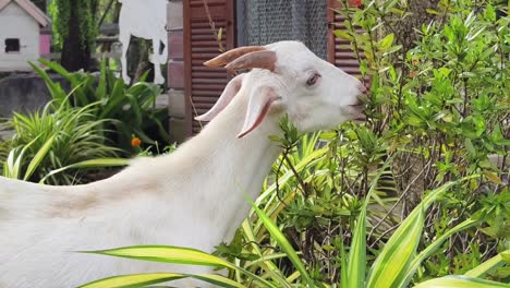 white goat eating plants in a garden