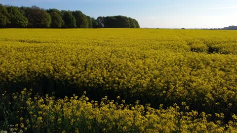 Aerial-view-backing-over-colourful-bright-golden-yellow-rapeseed-field-countryside-and-wooden-fence-at-sunrise