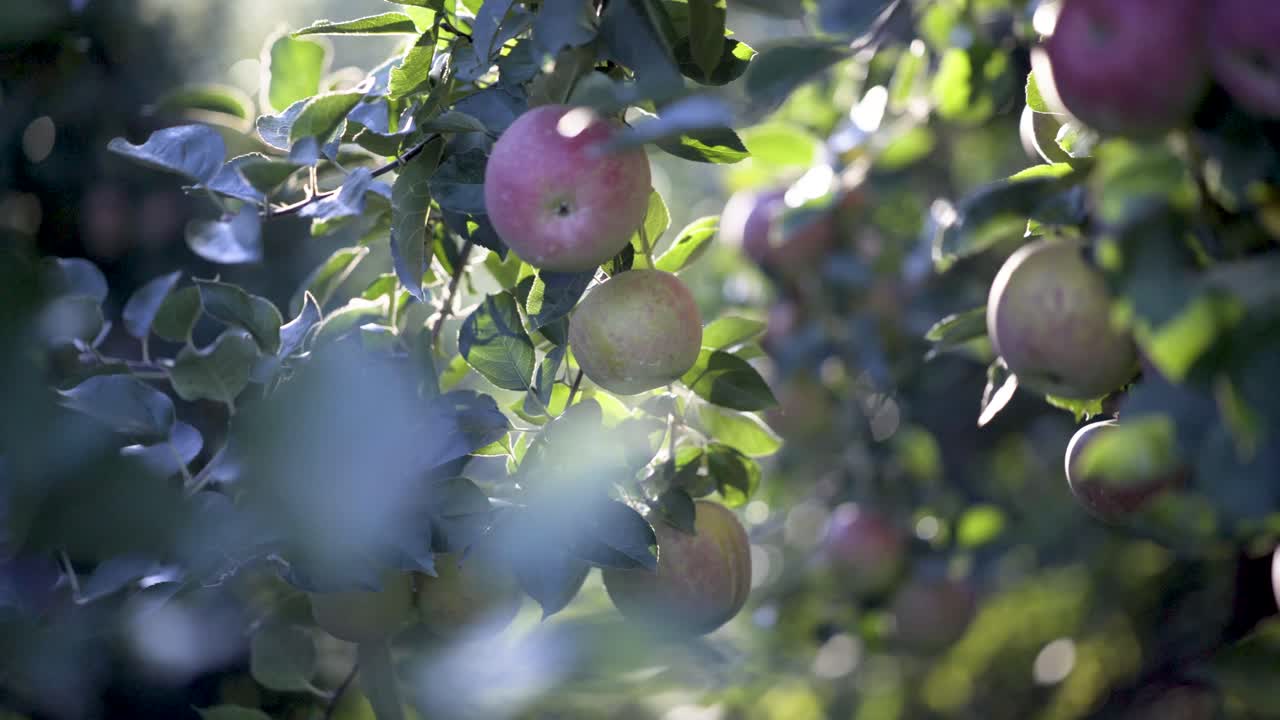 Manzanas en un árbol