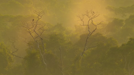 beautiful golden morning pull back shot over the amazon rain forest with amazing hues all around