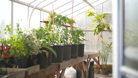 greenhouse containing flowers, plants and vegetables