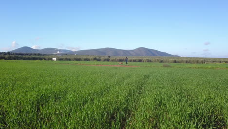 a young girl with dog walking along a wheat field