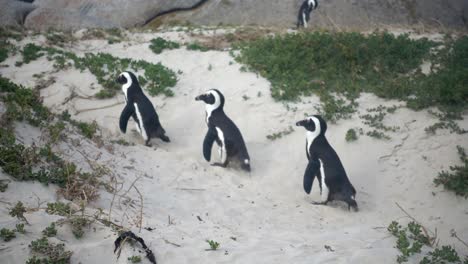 Cámara-Lenta-De-Tres-Pingüinos-Africanos-En-La-Playa-De-Cantos-Rodados-En-Ciudad-Del-Cabo-Caminando-En-Línea