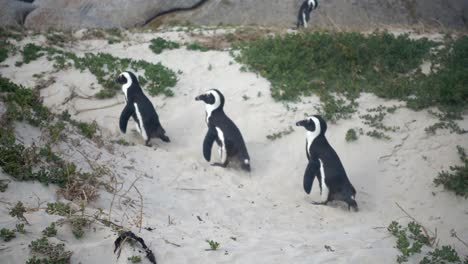 cámara lenta de tres pingüinos africanos en la playa de cantos rodados en ciudad del cabo caminando en fila