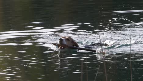 cute beagle dog swims in water with wooden stick in mouth