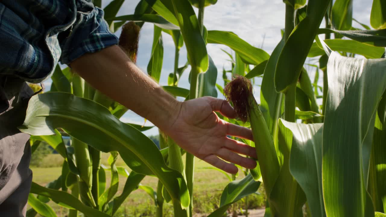 agricultor inspeccionando los tallos de maíz