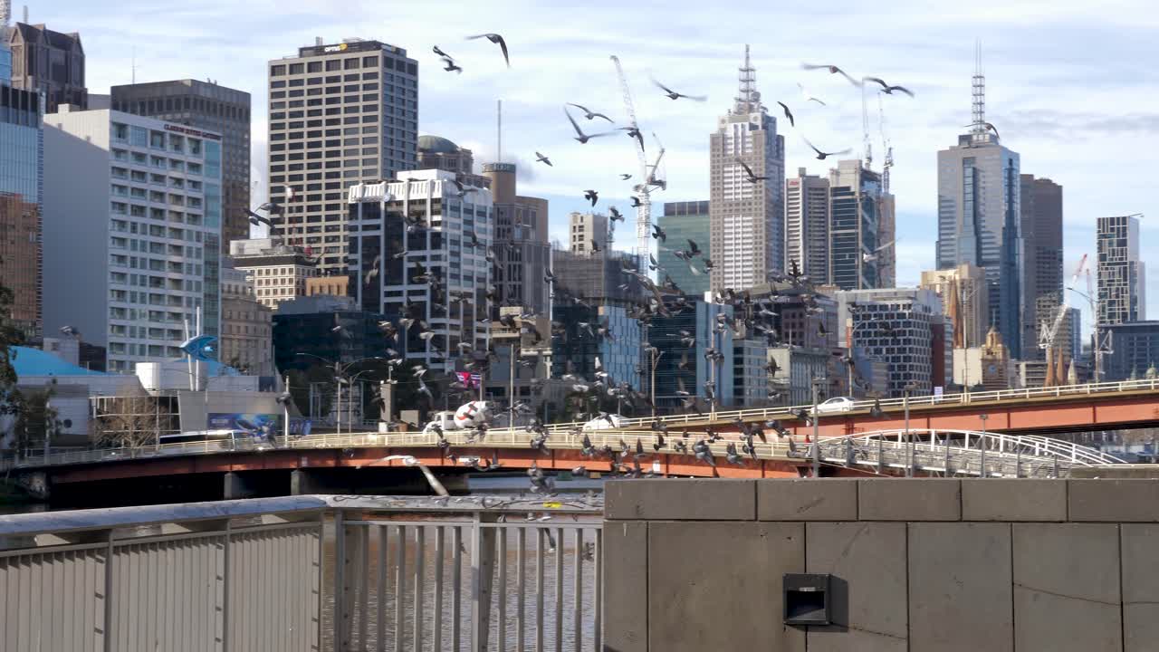 머리 위로 날아가는 비둘기 떼