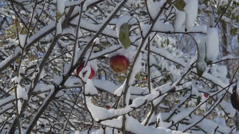 Haufen-Von-Äpfeln,-Die-Mit-Frisch-Gefallenem-Schnee-Bedeckt-Sind