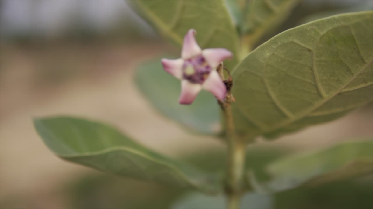 Orbita intorno a un fiore a corona, asclepiade gigante, con petali viola-rossi