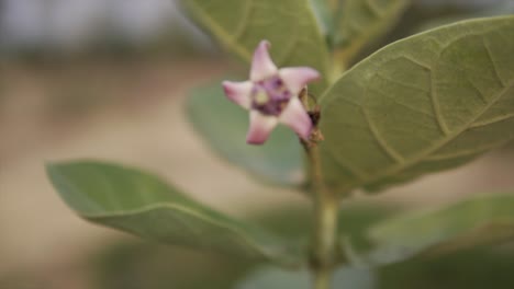 orbit around crown flower giant milkweed purple red blossom