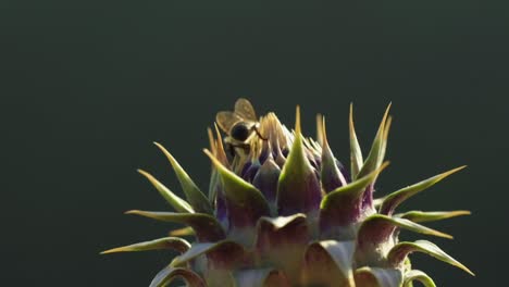 close-up shot of the bee on the flower