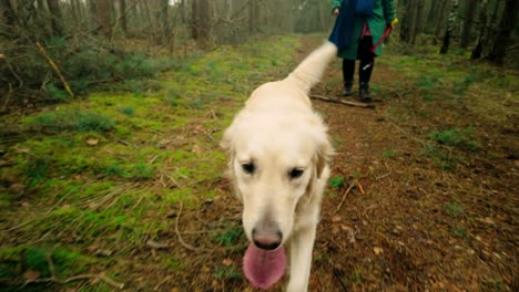 Happy-white-Golden-Retriever-with-its-tongue-out-and-tail-wagging-walks-through-forest-trail-alongside-its-owner,-The-lush-forest-setting-provides-peaceful-backdrop