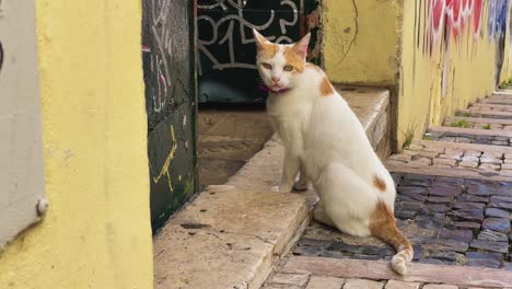 street cat with a pink collar is curiously exploring the streets of lisbon portugal